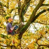 Metabo 601595850 zestaw MS 18 LTX BL 25 Pilarka łańcuchowa akumulatorowa: ogólne, bez akumulatora