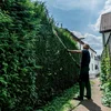 Metabo 601726850 przystawka - nożyce do żywopłotu MA-HS 50, bez akumulatora