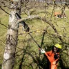 Metabo 601727850 przystawka - podkrzesywarka MA-MS 25, bez akumulatora